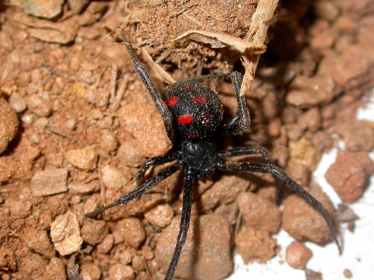 Latrodectus tredecimguttatus Latrodectus tredecimguttatus